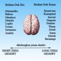 belahan-otak-kiri-dan-otak-kanan